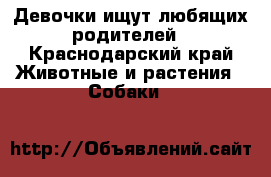 Девочки ищут любящих родителей - Краснодарский край Животные и растения » Собаки   